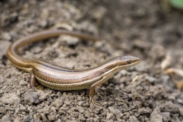 Trachylepis megalura - Grass-top skink