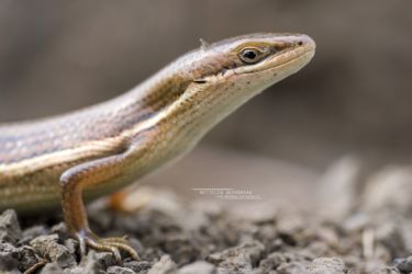 Trachylepis megalura - Grass-top skink