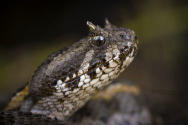 Bitis worthingtoni - Kenya Horned Viper