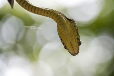 Toxicodryas blandingii - Blandings Tree Snake