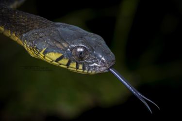 Toxicodryas blandingii - Blandings Tree Snake
