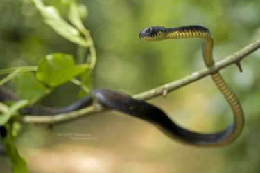 Toxicodryas blandingii - Blandings Tree Snake