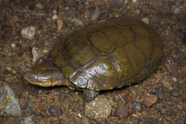 Pelomedusa subrufa - African Helmeted Turtle