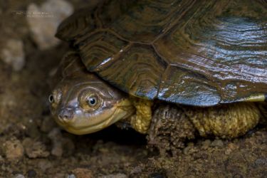 Pelomedusa subrufa - African Helmeted Turtle