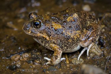 Tomopterna cryptotis - Tremelo Sand Frog