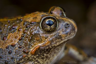 Tomopterna cryptotis - Tremelo Sand Frog