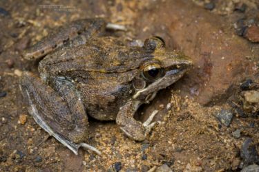 Ptychadena anchietae - Anchieta's Ridged Frog