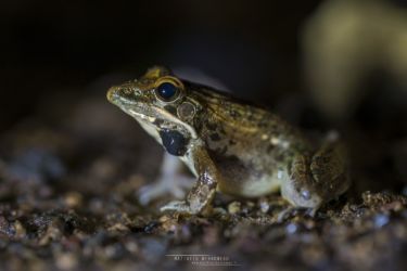 Ptychadena anchietae - Anchieta's Ridged Frog