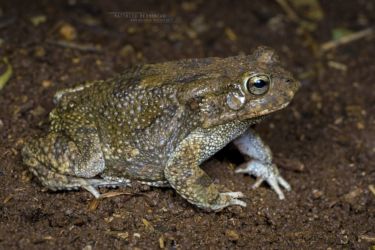 Sclerophrys xeros - Subdesert Toad