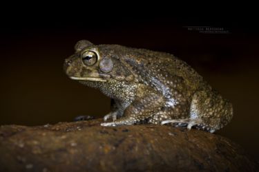 Sclerophrys xeros - Subdesert Toad