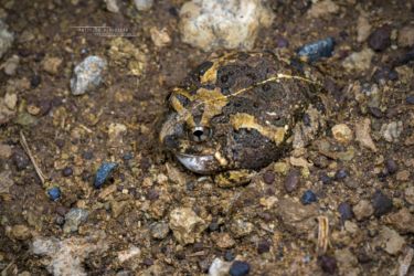 Tomopterna cryptotis - Tremelo Sand Frog