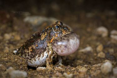 Tomopterna cryptotis - Tremelo Sand Frog