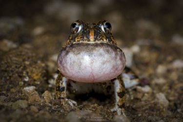 Tomopterna cryptotis - Tremelo Sand Frog