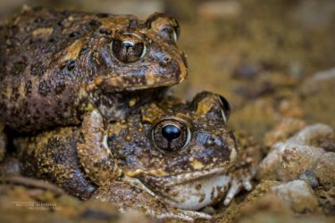 Tomopterna cryptotis - Tremelo Sand Frog