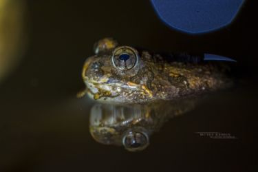 Tomopterna cryptotis - Tremelo Sand Frog