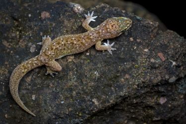 Hemidactylus squamulatus - Tornier's Leaf-toed Gecko