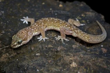 Hemidactylus squamulatus - Tornier's Leaf-toed Gecko