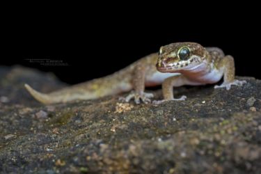 Hemidactylus squamulatus - Tornier's Leaf-toed Gecko