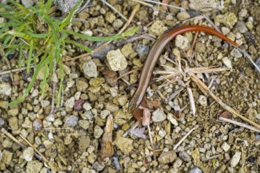 Mochlus sundevallii - Peters' Eyelid Skink