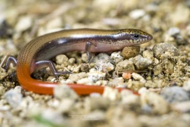 Mochlus sundevallii - Peters' Eyelid Skink