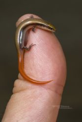Mochlus sundevallii - Peters' Eyelid Skink