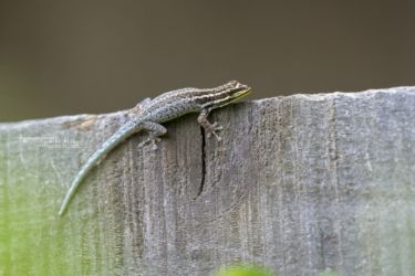 Lygodactylus manni - Mann's Dwarf Gecko