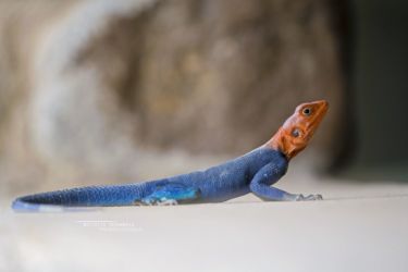 Agama hulbertorum