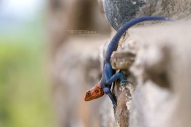 Agama hulbertorum