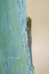 Lygodactylus manni - Mann's Dwarf Gecko