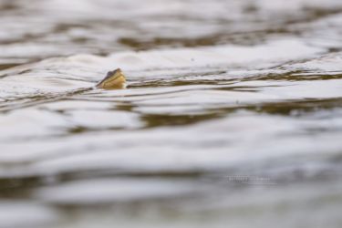 Pelomedusa subrufa - African Helmeted Turtle