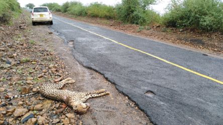 Guépard fraîchement tué sur la route - Cheetah dead on road