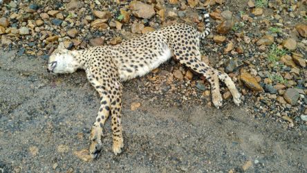 Guépard fraîchement tué sur la route - Cheetah dead on road