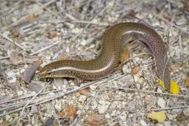 Mochlus sundevallii - Peters' Eyelid Skink