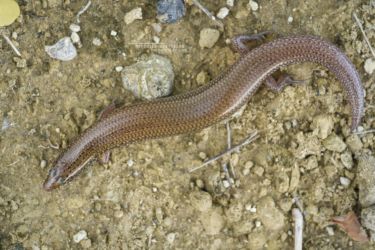 Mochlus sundevallii - Peters' Eyelid Skink