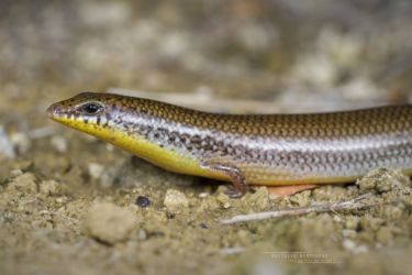 Mochlus sundevallii - Peters' Eyelid Skink