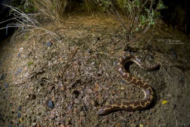 Eryx colubrinus - East African Sand Boa