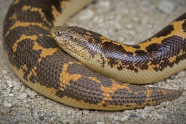 Eryx colubrinus - East African Sand Boa