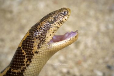 Eryx colubrinus - East African Sand Boa