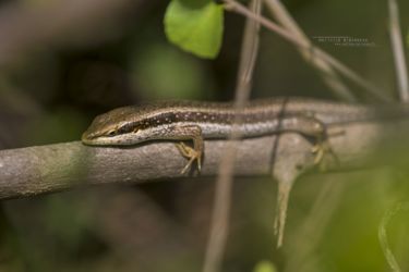 Trachylepis varia - Variable Skink