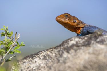 Agama hulbertorum