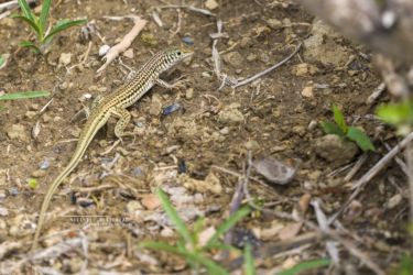 Latastia longicaudata - Common Long-tailed Lizard