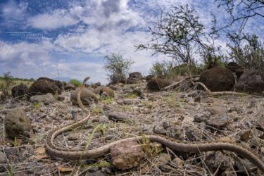 Psammophis tanganicus - Tanganyika Sand Snake