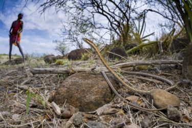 Psammophis tanganicus - Tanganyika Sand Snake