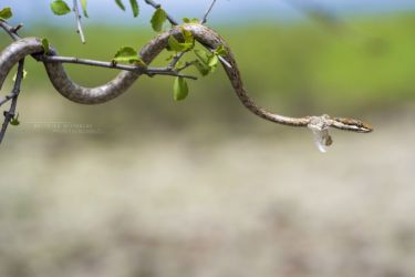 Psammophis tanganicus - Tanganyika Sand Snake