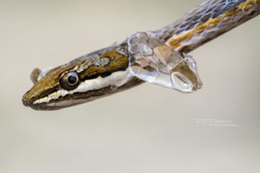 Psammophis tanganicus - Tanganyika Sand Snake