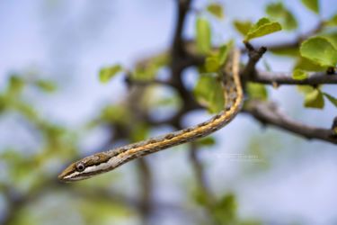 Psammophis tanganicus - Tanganyika Sand Snake