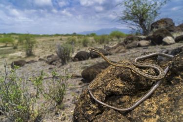 Psammophis tanganicus - Tanganyika Sand Snake