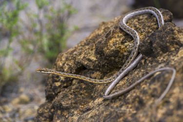 Psammophis tanganicus - Tanganyika Sand Snake