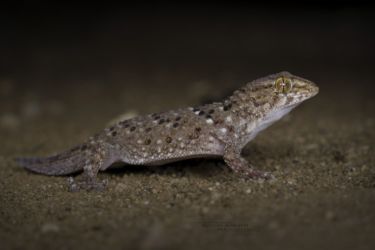 Chondrodactylus turneri - Turner's Thick-toed Gecko