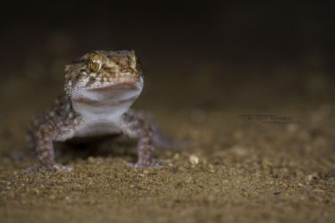 Chondrodactylus turneri - Turner's Thick-toed Gecko